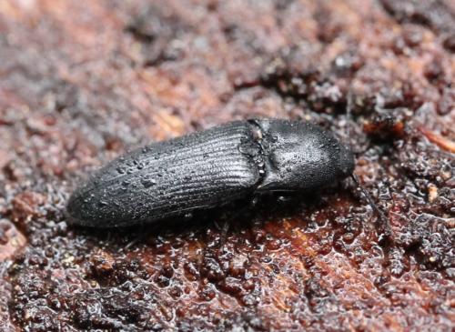 Ampedus scrofa