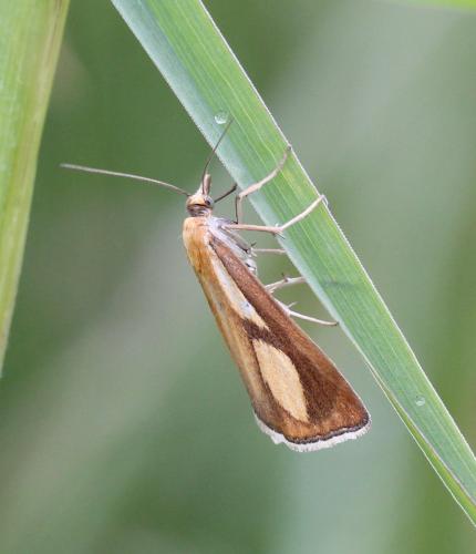 Catoptria conchella