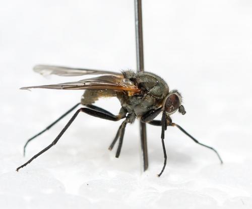Symphoromyia crassicornis
