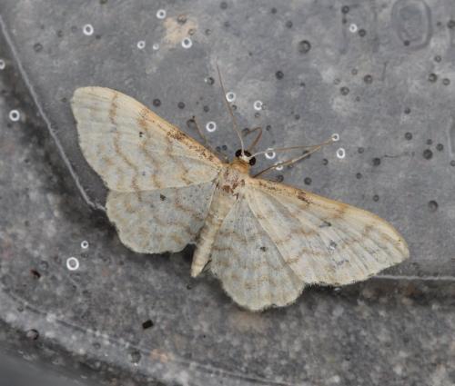 Réf. 124 514 : Idaea fuscovenosa