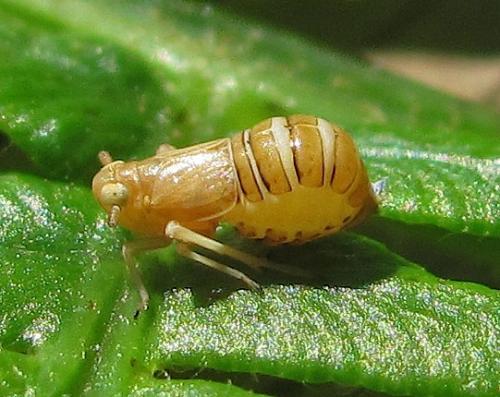 Ditropis pteridis