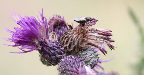 Pteromalus sp.