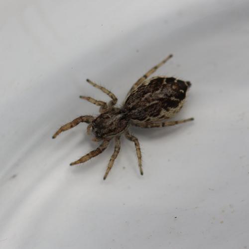 Pseudicius encarpatus