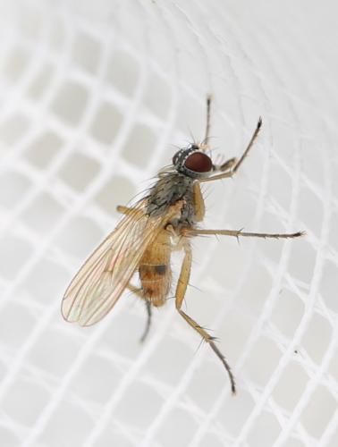 Coenosia mollicula