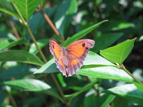 Pyronia tithonus