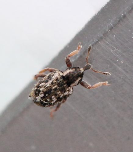 Réf. 124 588 : Limobius borealis
