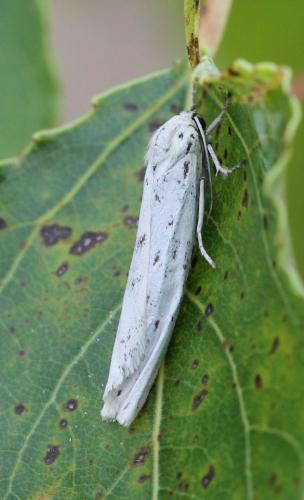 Réf. 124 594 : Coscinia cribraria