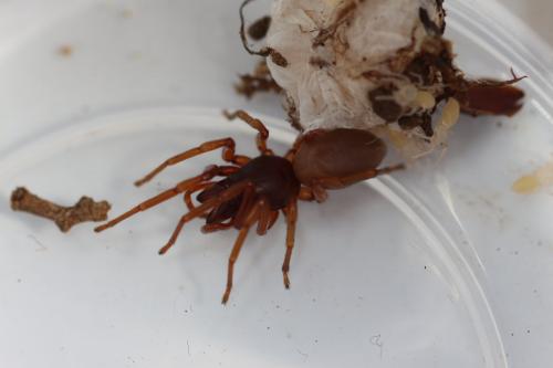Dysdera sp.