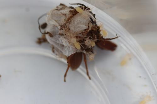Dysdera sp.