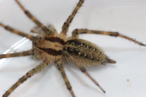 Agelena labyrinthica