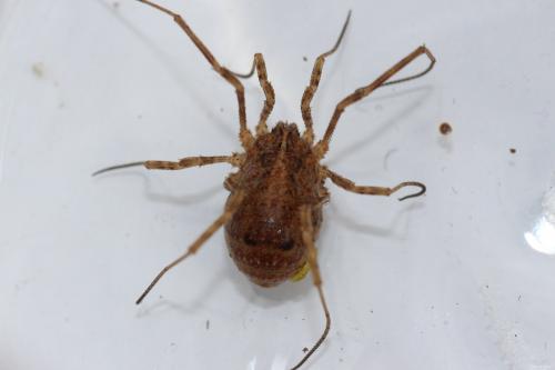 Réf. 124 845 : Odiellus simplicipes