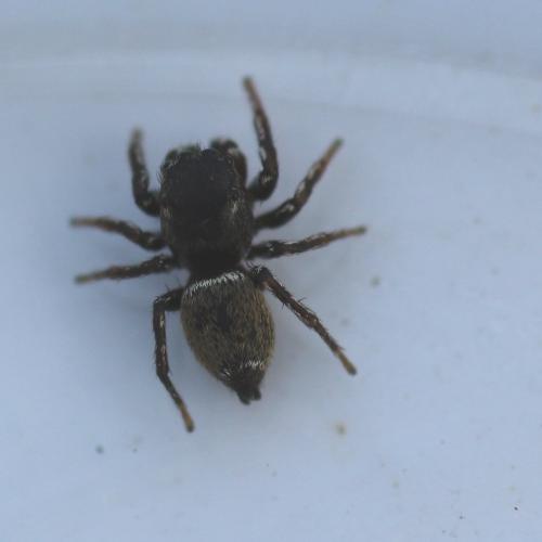 Heliophanus tribulosus