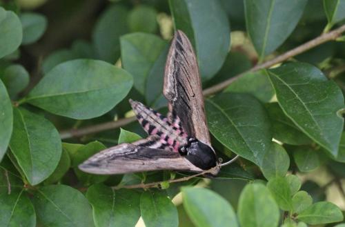Réf. 124 458 : Sphinx ligustri