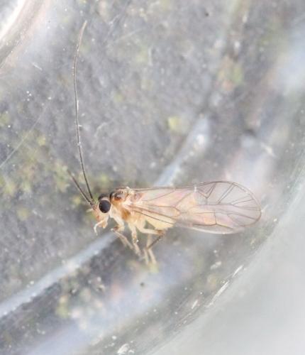 Réf. 124 935 : Stenopsocus stigmaticus