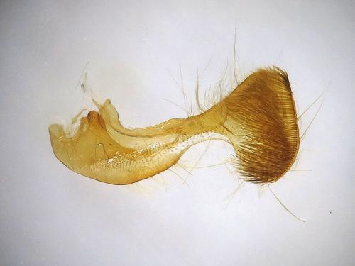 Mesapamea secalella
