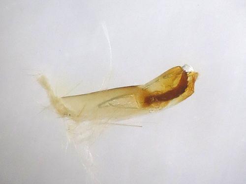 Mesapamea secalella