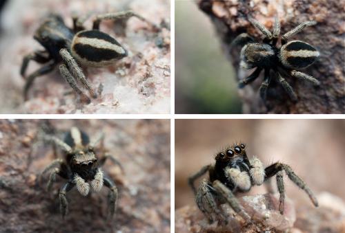Réf. 124 287 : Attulus longipes