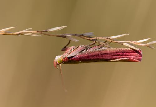 Oncocera semirubella