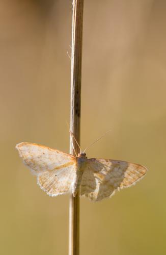 Réf. 124 653 : Idaea sp.