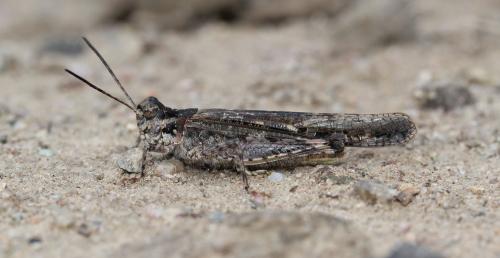 Réf. 124 047 : Acrotylus patruelis