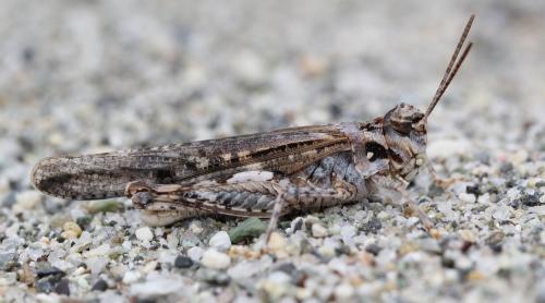 Réf. 124 298 : Acrotylus sp.