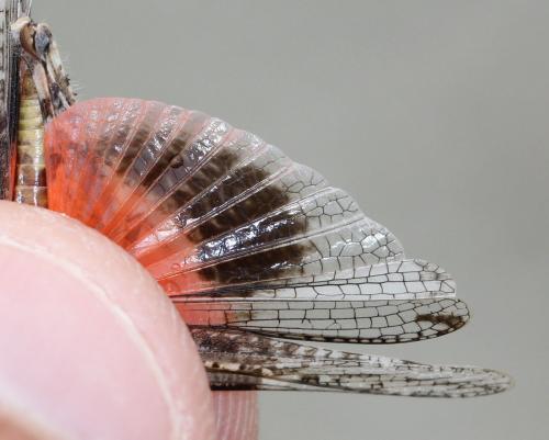 Acrotylus sp.