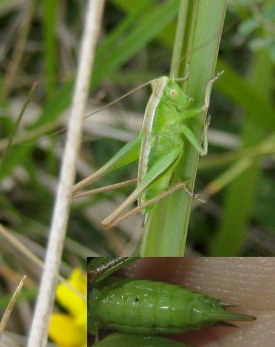 Bicolorana bicolor