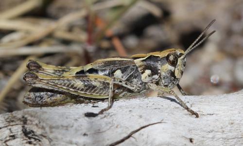 Chorthippus corsicus corsicus