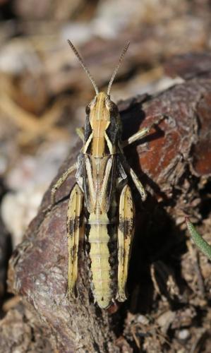 Réf. 124 309 : Chorthippus corsicus corsicus