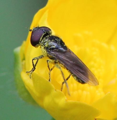 Réf. 124 076 : Chrysogaster sp.