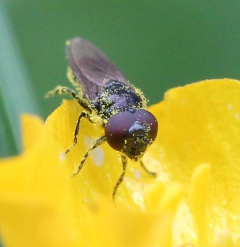 Réf. 124 038 : Chrysogaster sp.
