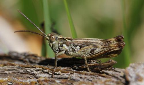 Réf. 124 307 : Chorthippus corsicus corsicus