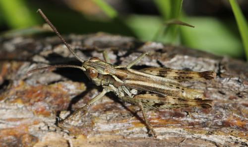 Réf. 124 308 : Chorthippus corsicus corsicus