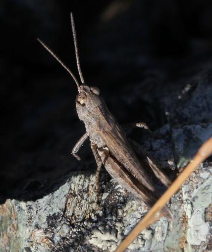 Omocestus defauti