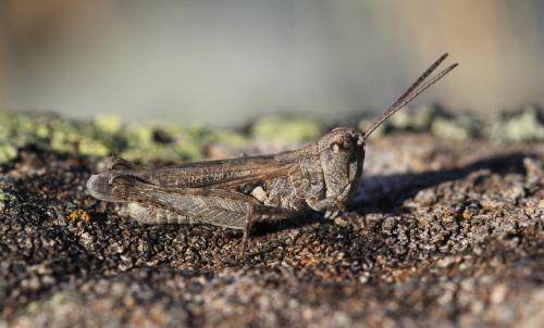 Réf. 124 293 : Omocestus defauti