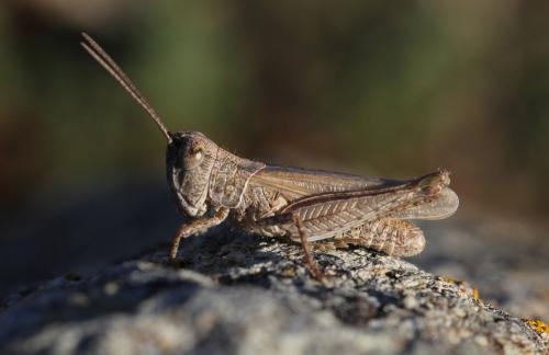 Réf. 124 296 : Omocestus defauti