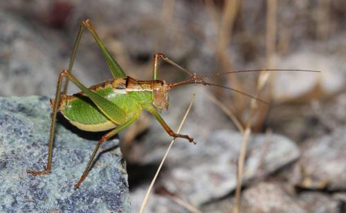 Metaplastes pulchripennis