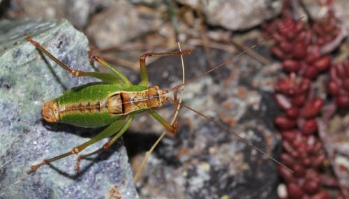 Metaplastes pulchripennis