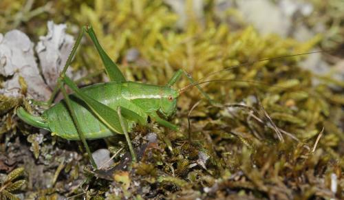 Metaplastes pulchripennis
