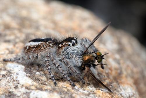 Philaeus chrysops