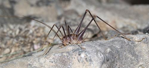 Dolichopoda cyrnensis