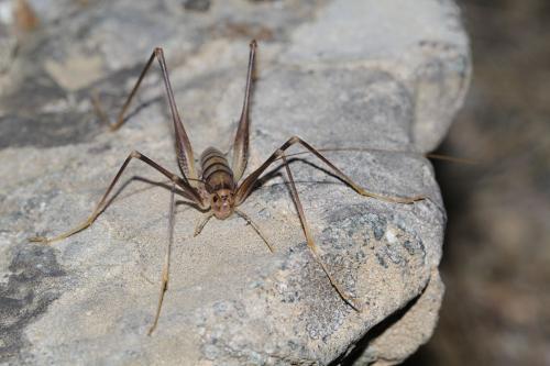 Dolichopoda cyrnensis
