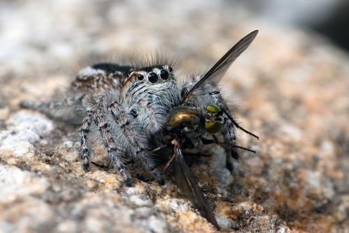 Philaeus chrysops