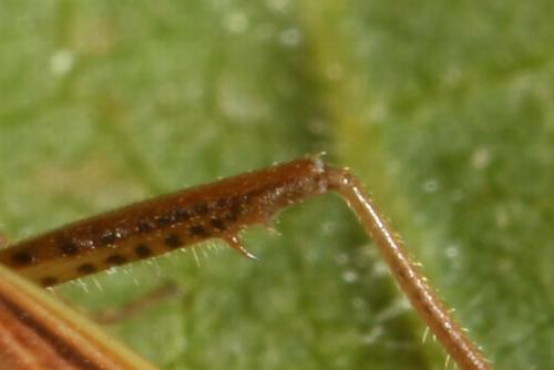 Stenodema calcarata
