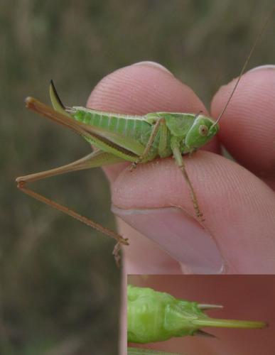 Bicolorana bicolor