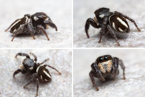Pellenes nigrociliatus
