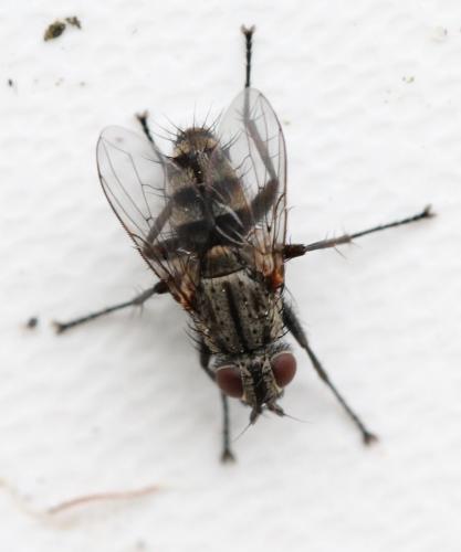 Tricogena rubricosa