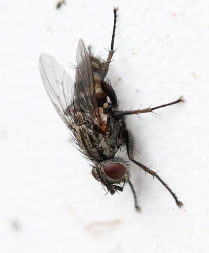 Tricogena rubricosa