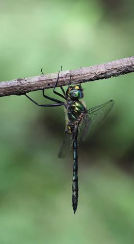 Somatochlora meridionalis