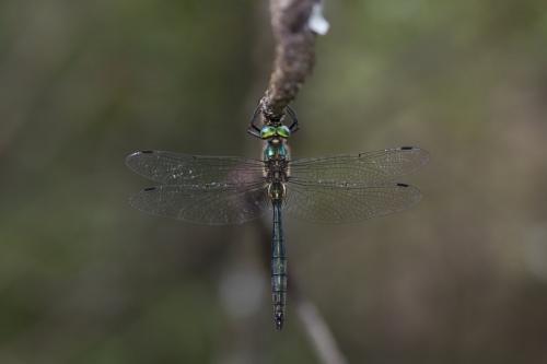Somatochlora meridionalis